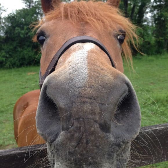 Meet your Posher, Michelle - Picture 1 of 1